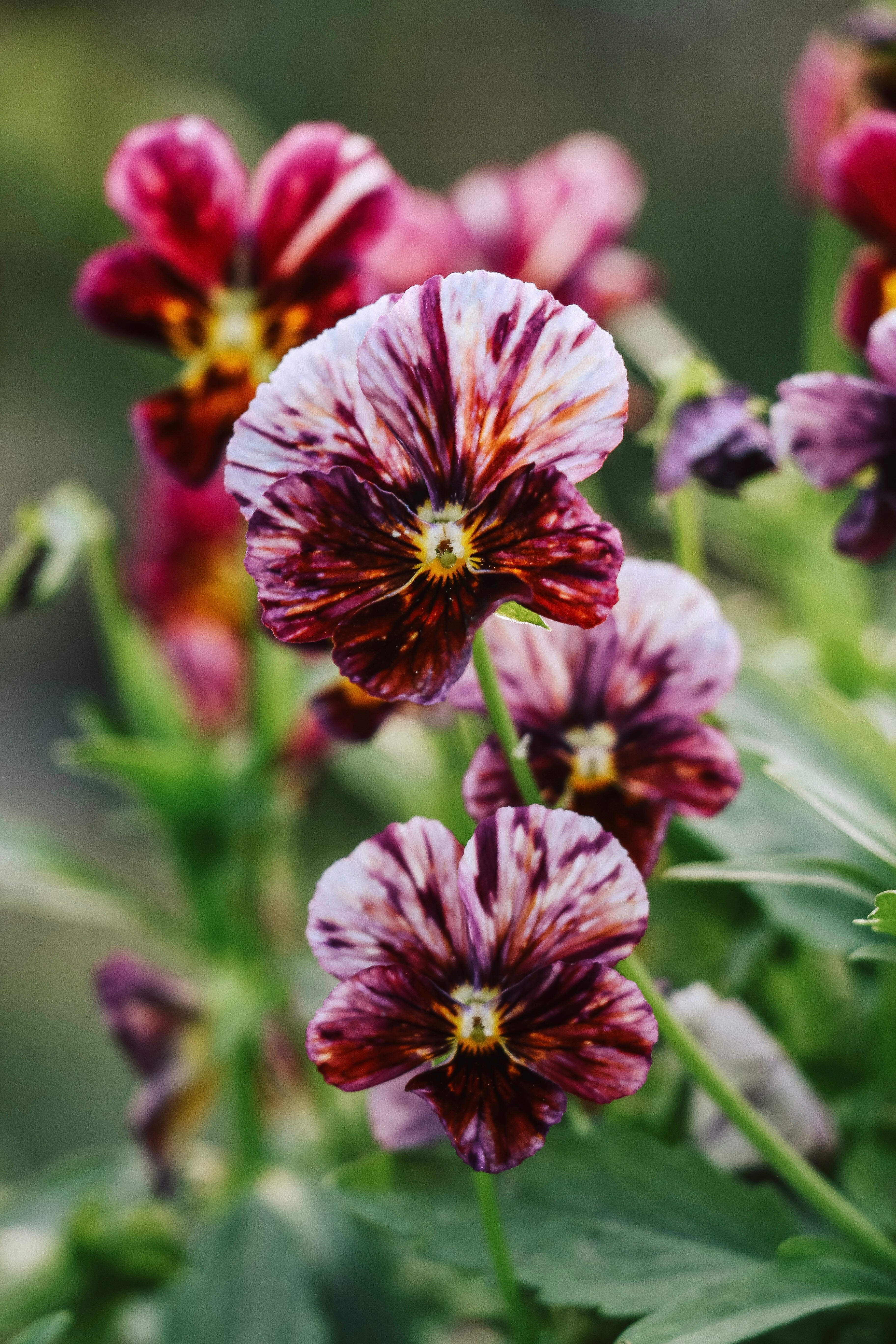 Viola cornuta 'Brush Strokes' - Image 3