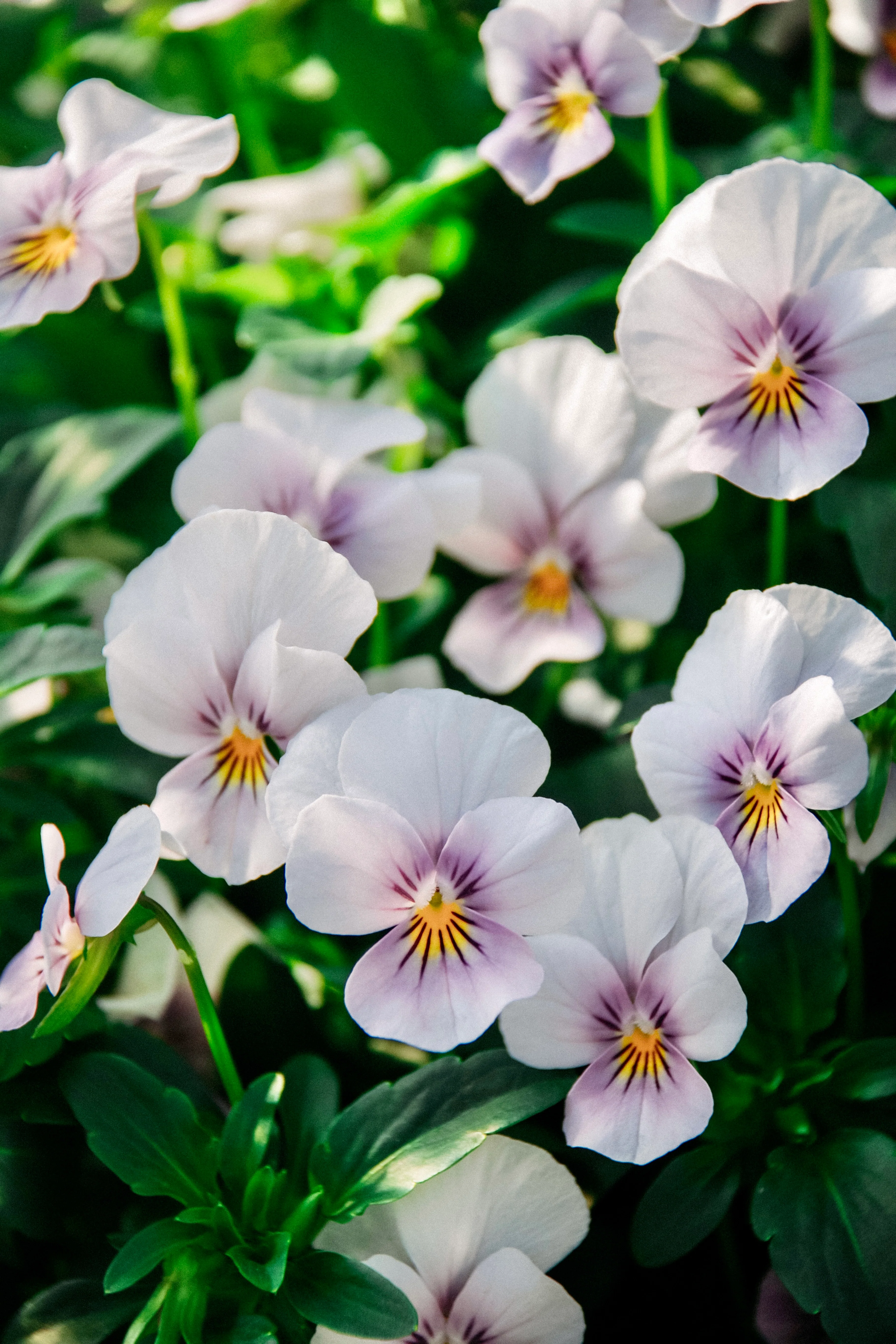 Viola cornuta 'sorbet icy blue'