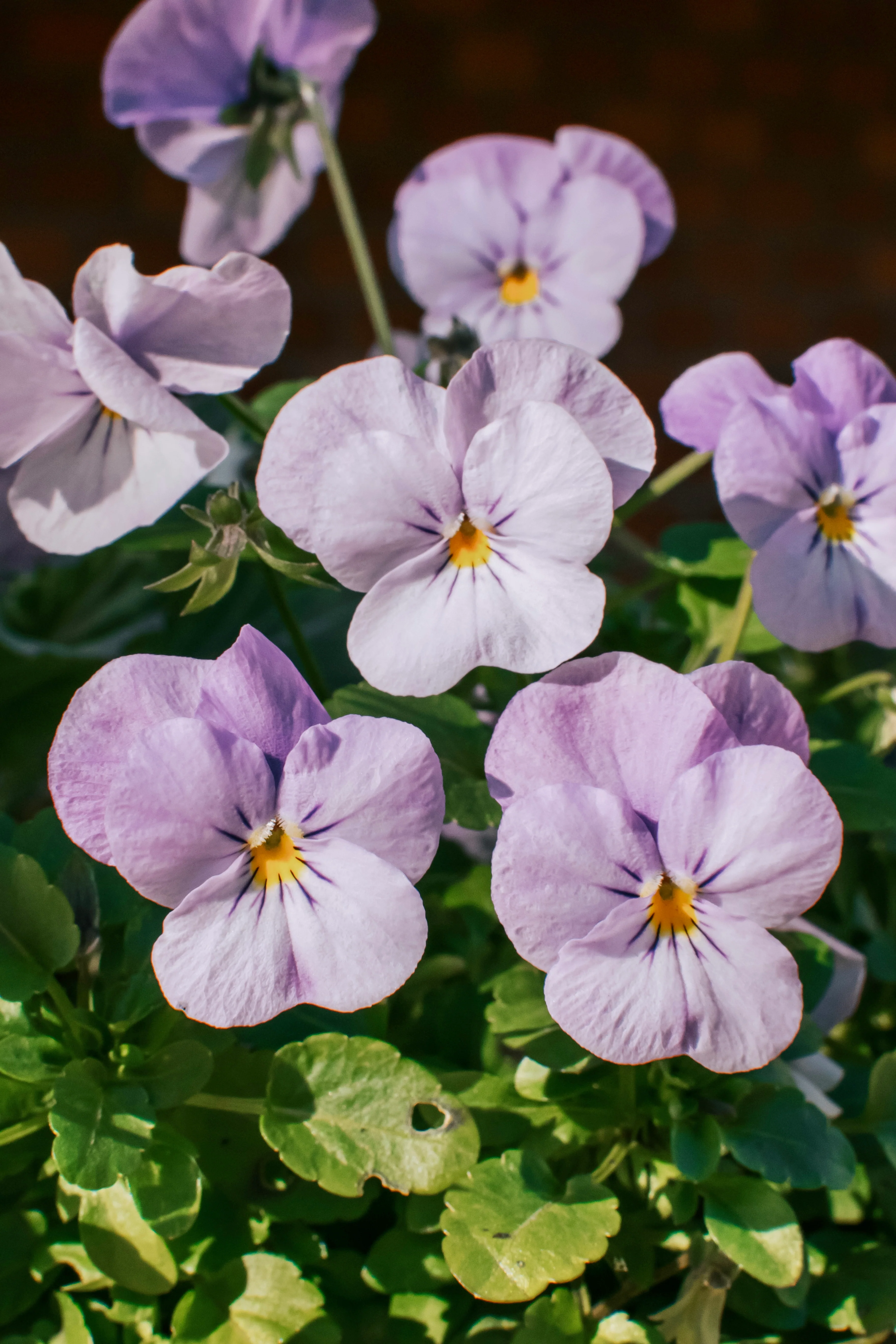 Viola cornuta 'sorbet xp lavender pink'