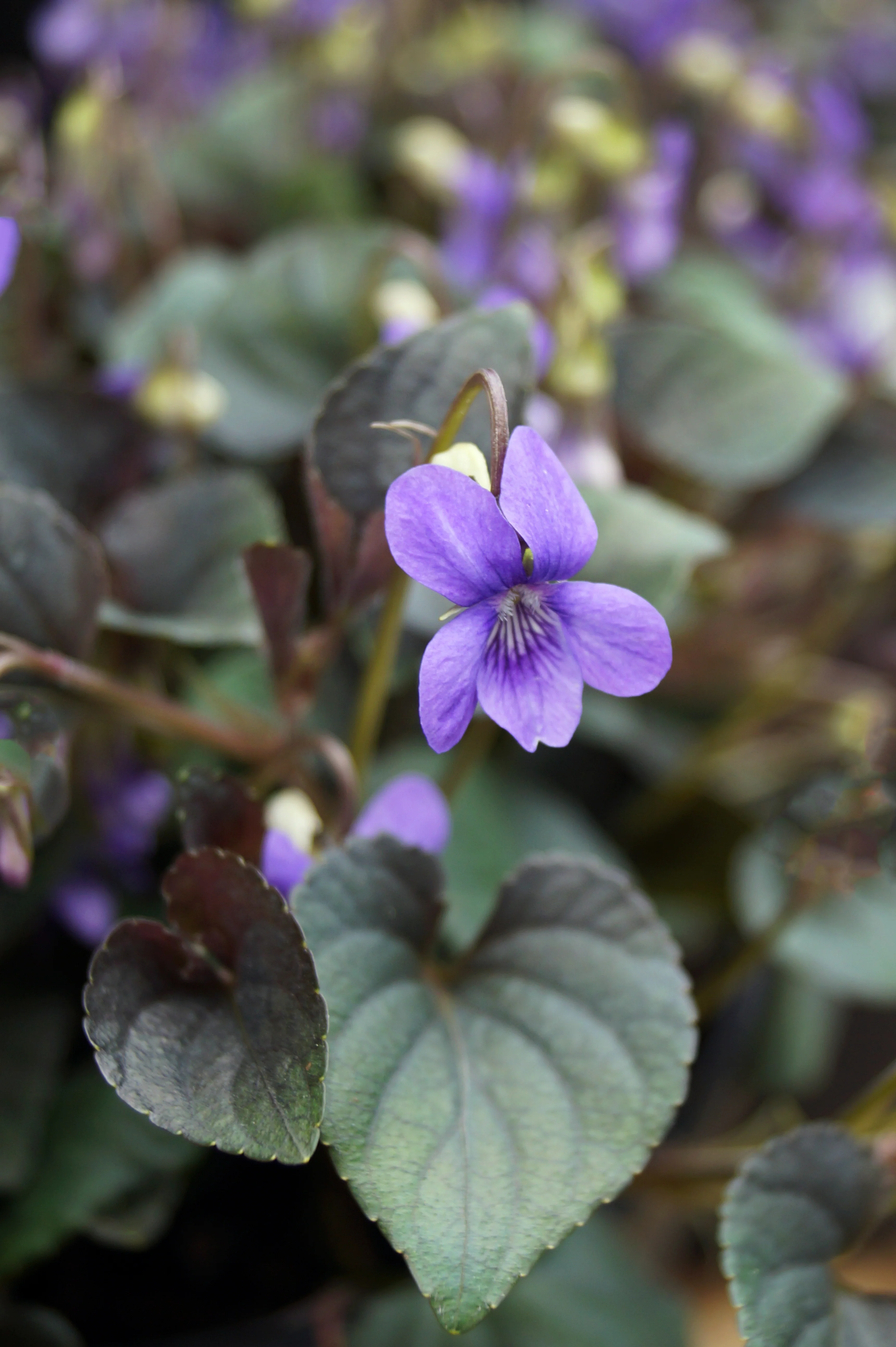 Viola labradorica