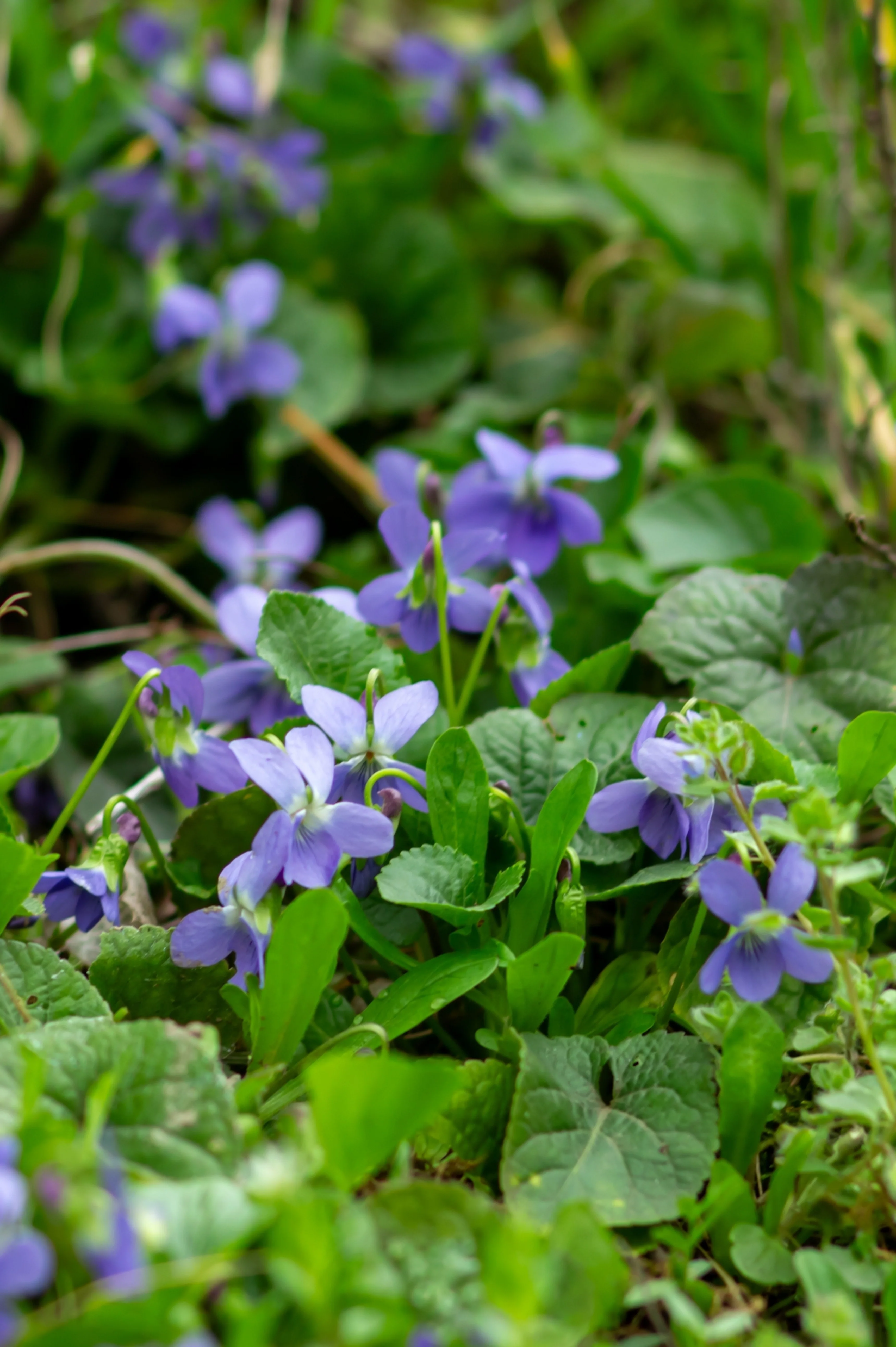 Viola labradorica - Image 2
