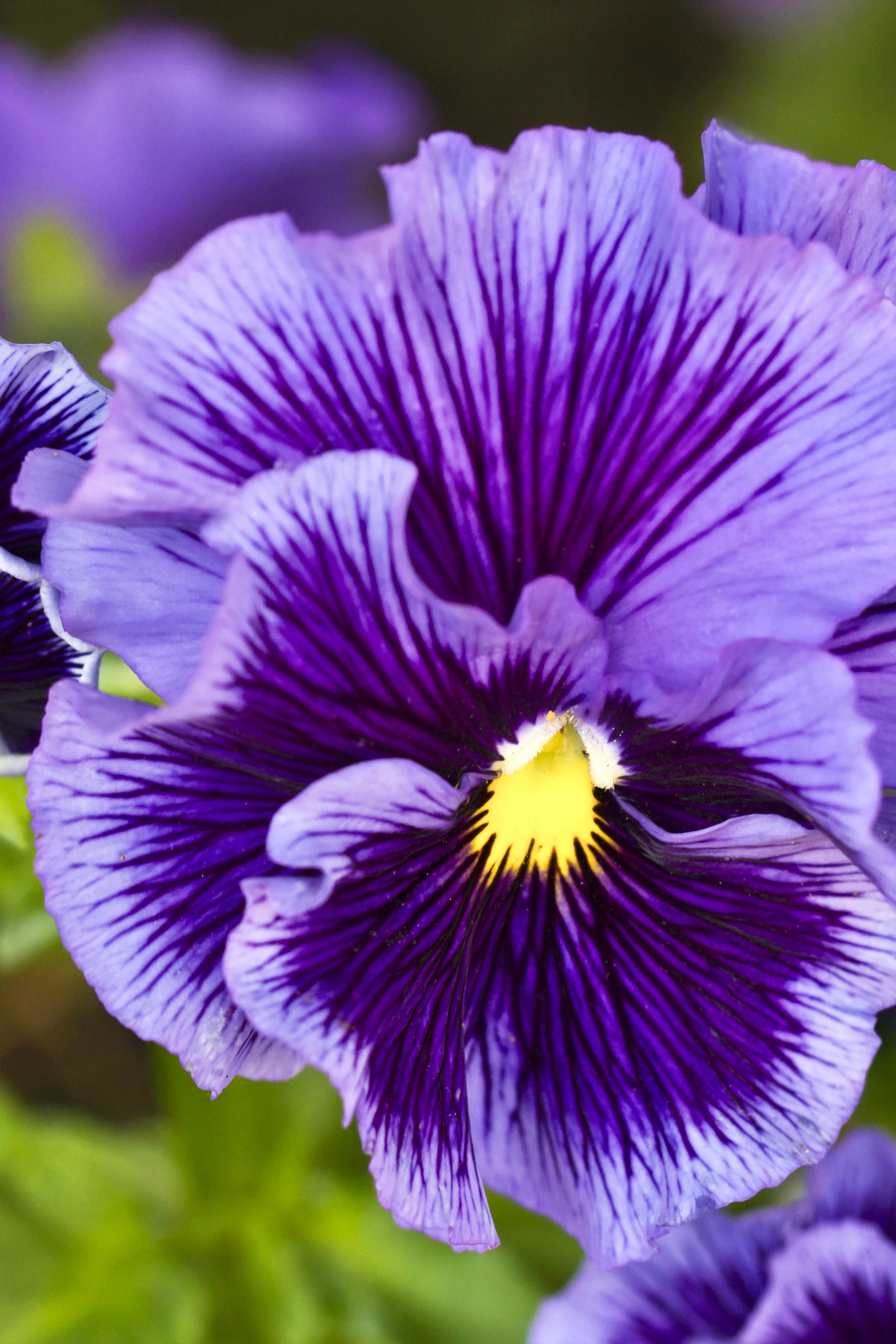 Viola wittrockiana 'frizzle sizzle blue'