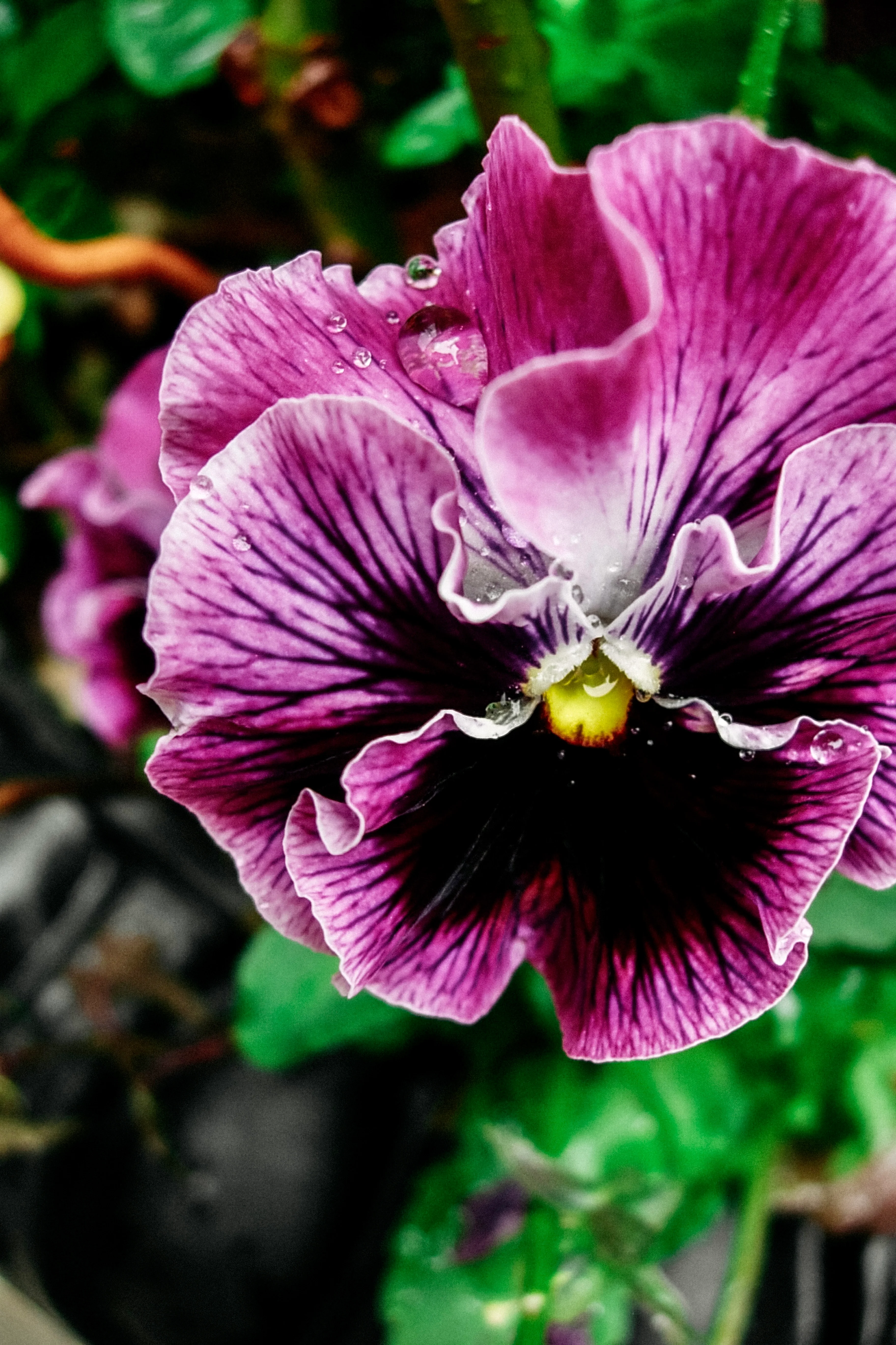 Viola wittrockiana 'frizzle sizzle raspberry'