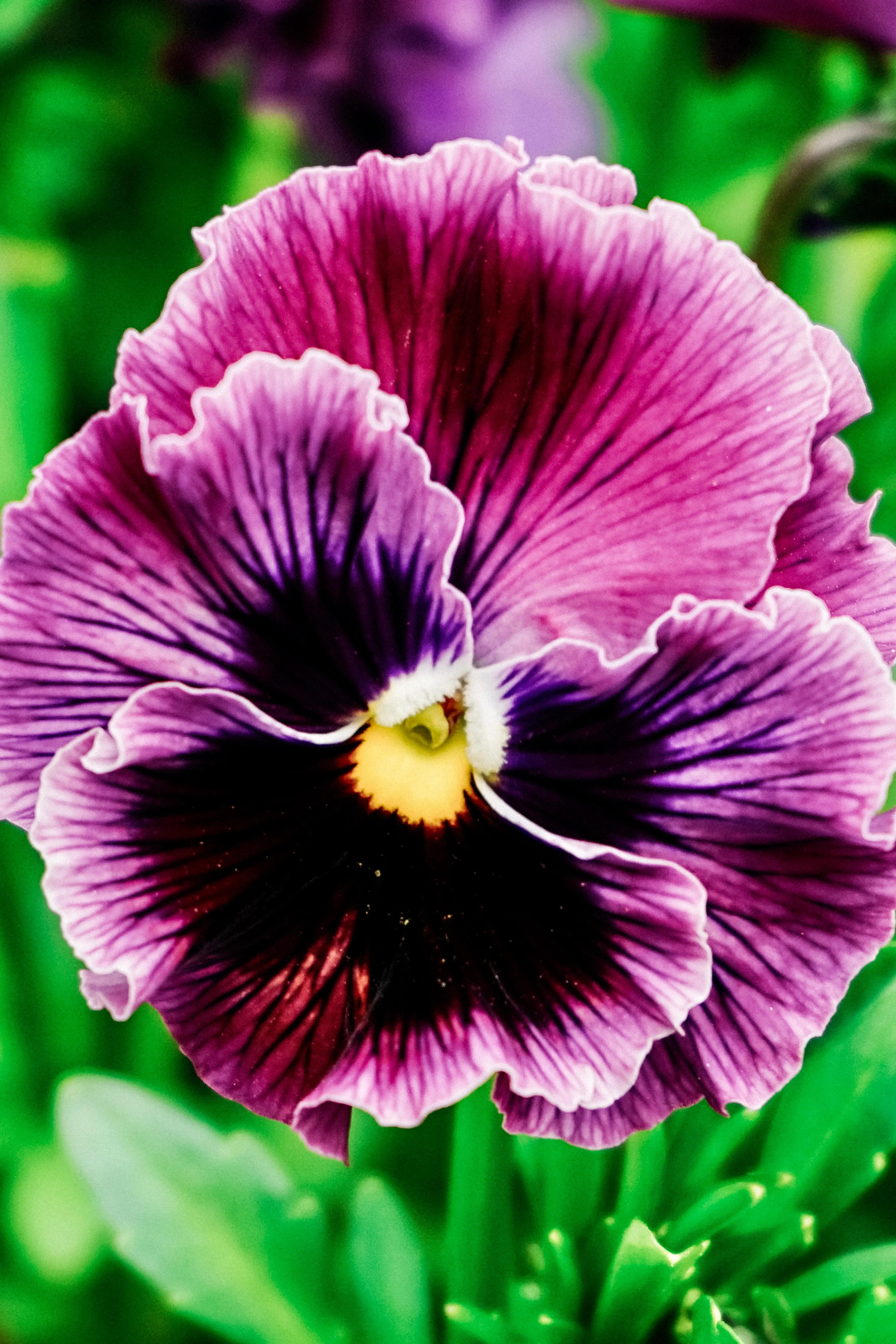 Viola wittrockiana 'frizzle sizzle raspberry' - Image 3