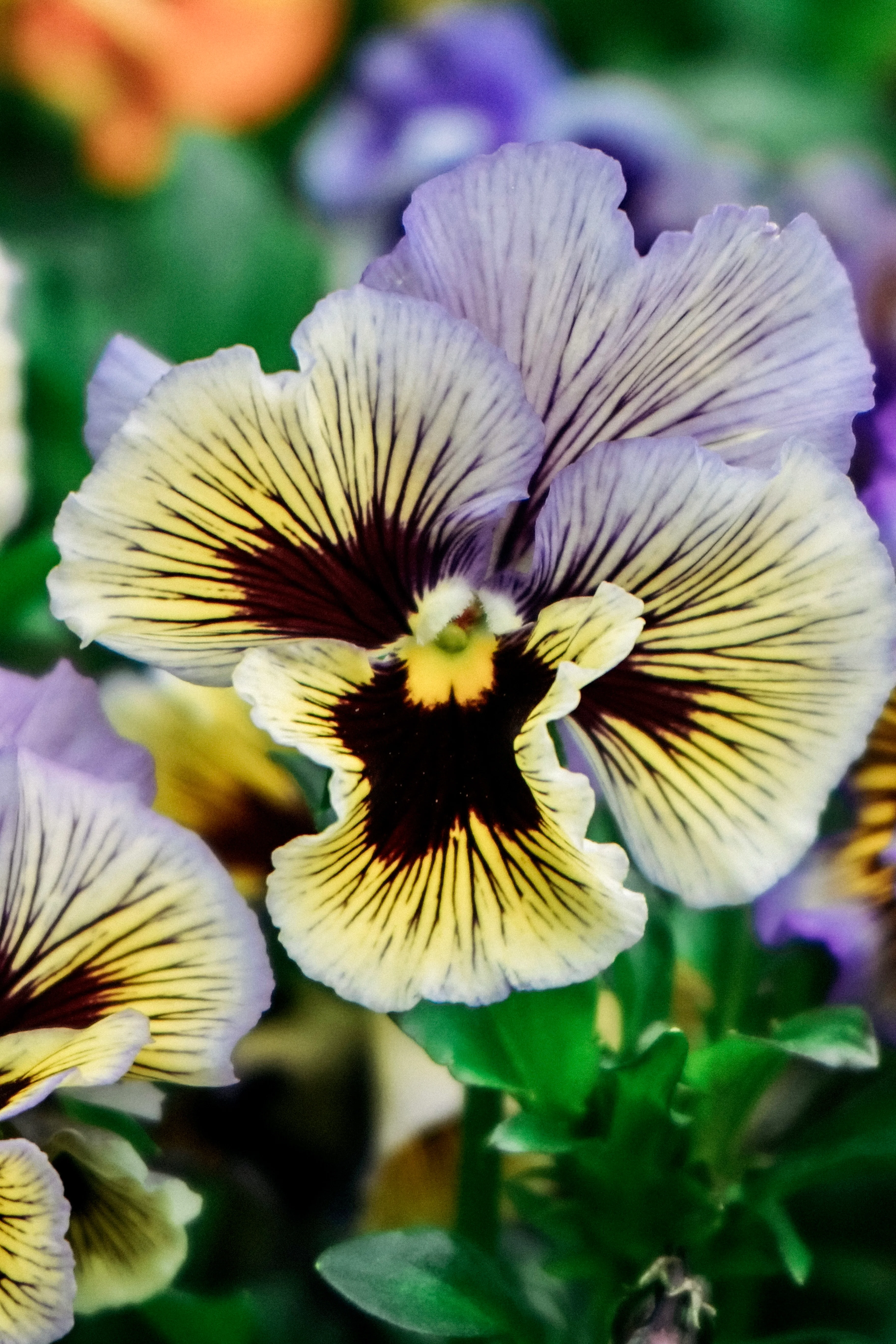 Viola wittrockiana 'frizzle sizzle yellow/blue swirl' - Image 3