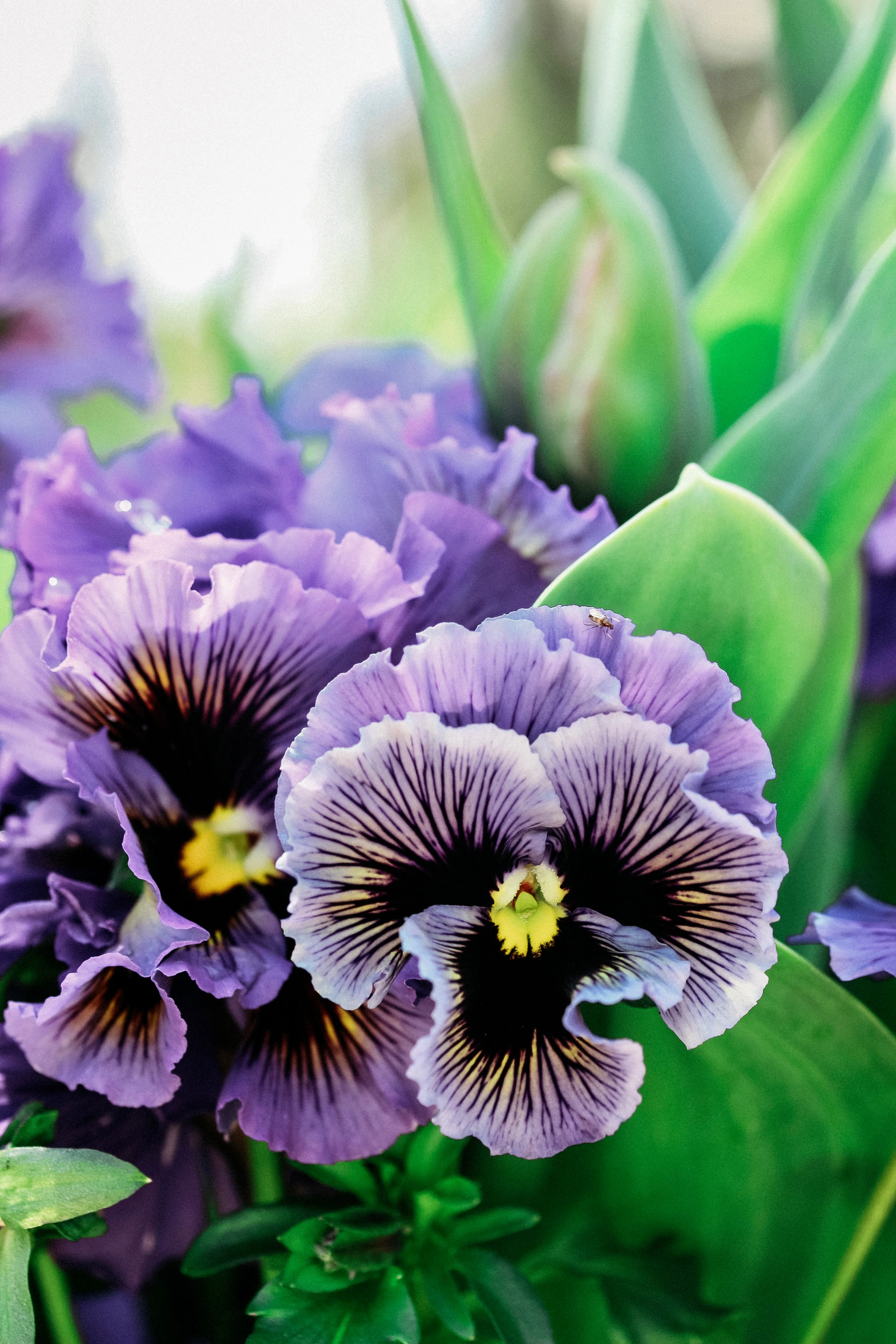 Viola wittrockiana 'frizzle sizzle yellow/blue swirl' - Image 4