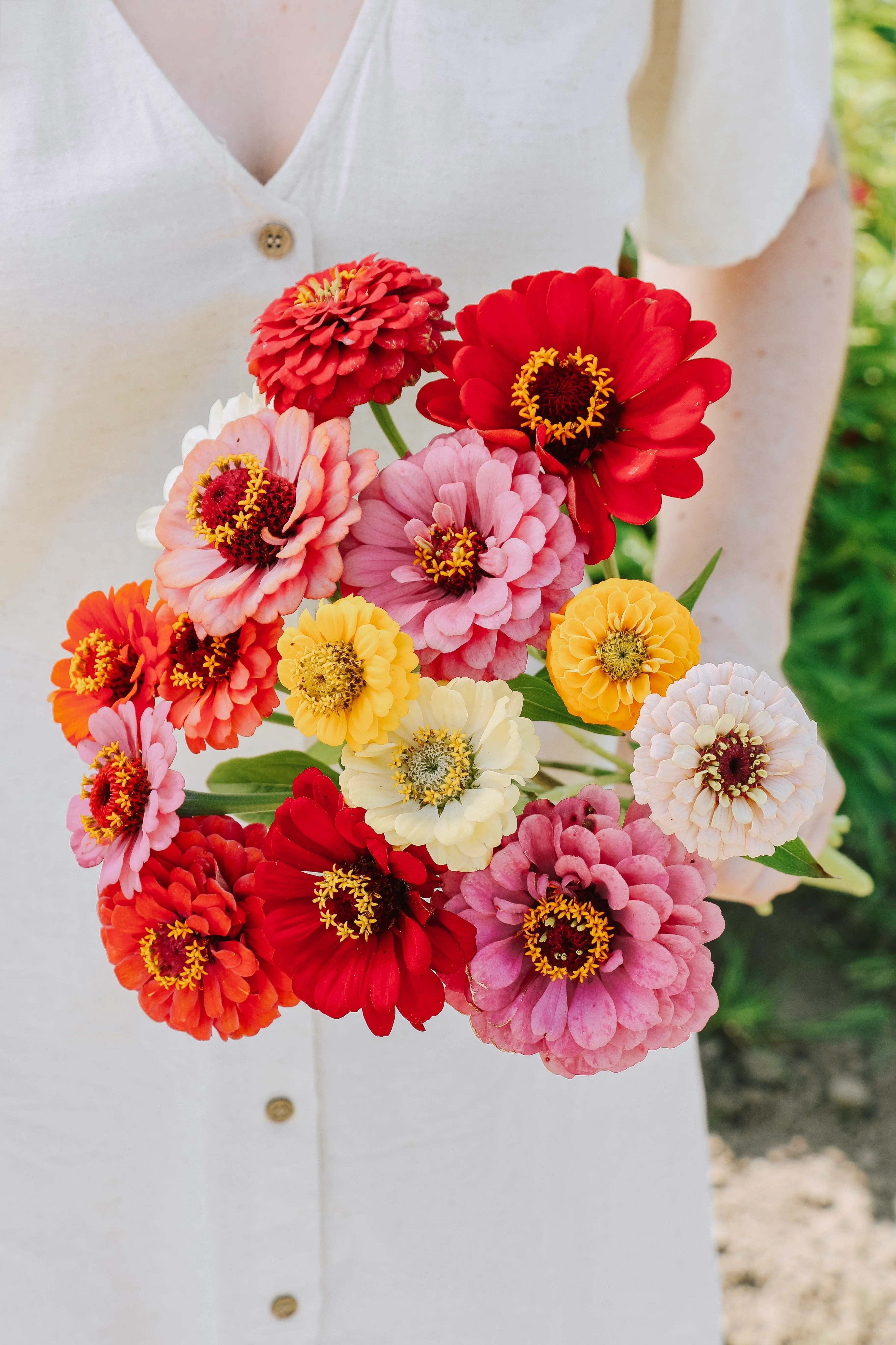 Zinnia elegans 'Carroussel'