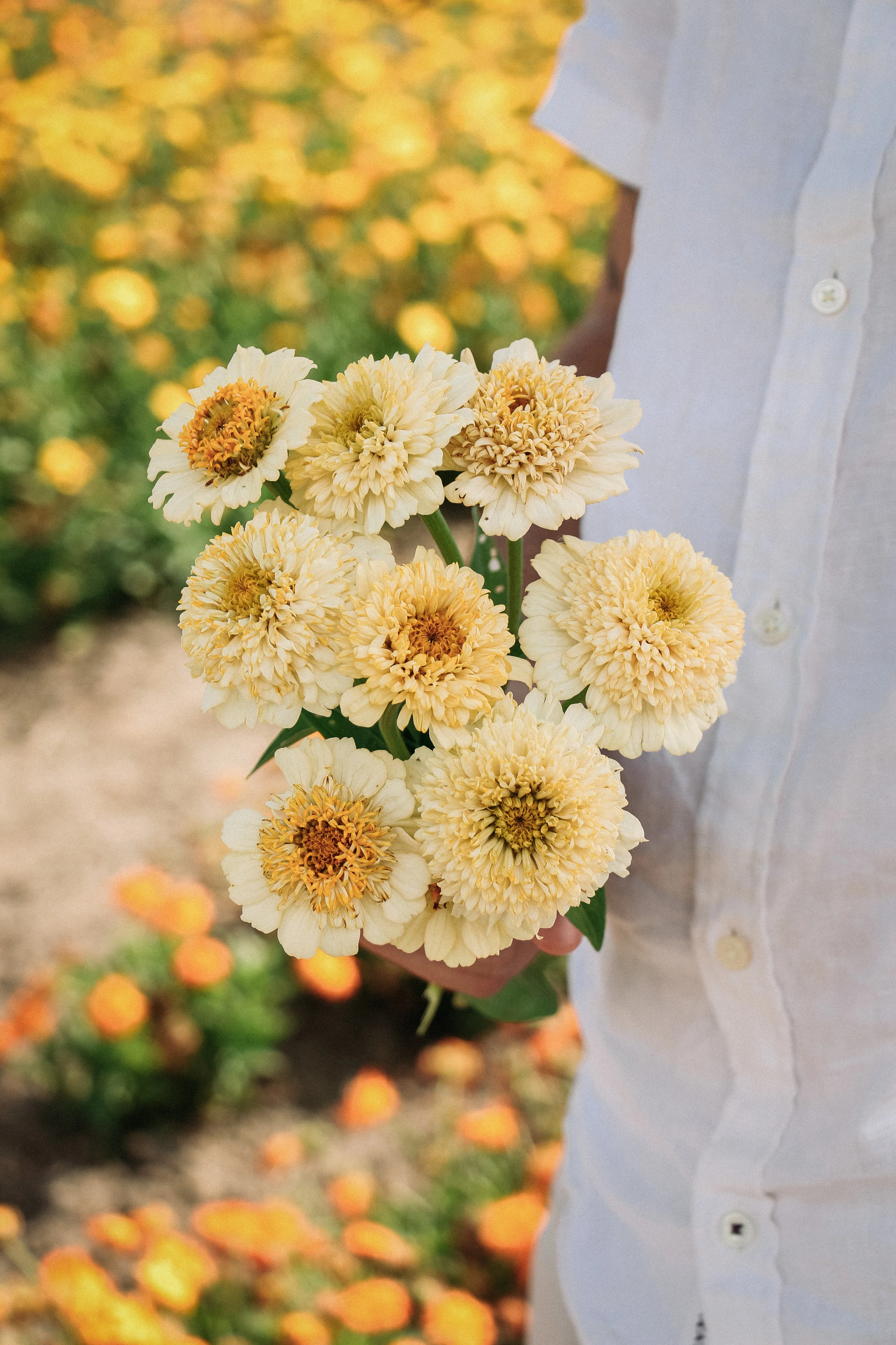 Zinnia elegans 'Cresto! Cream'