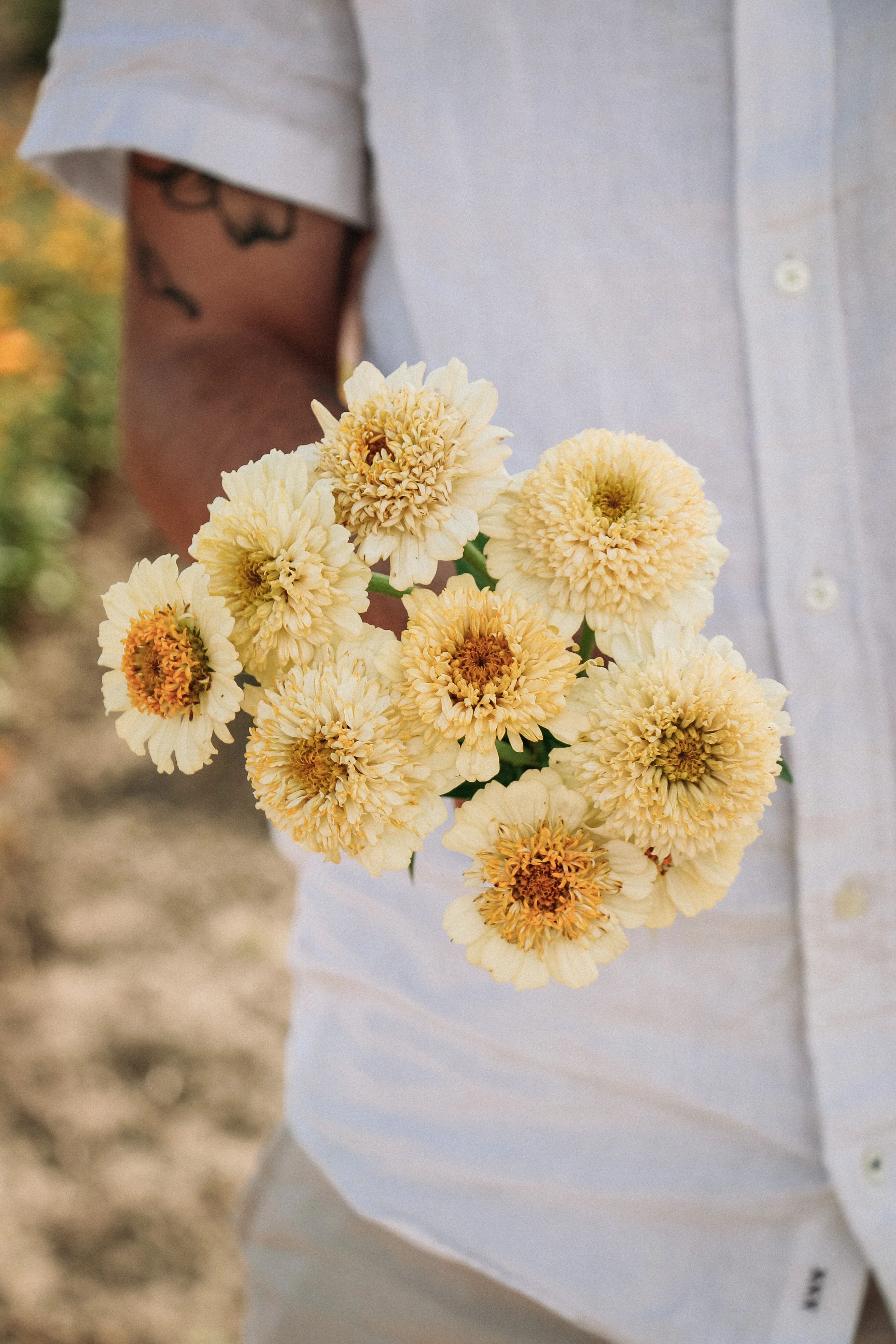 Zinnia elegans 'Cresto! Cream' - Image 3