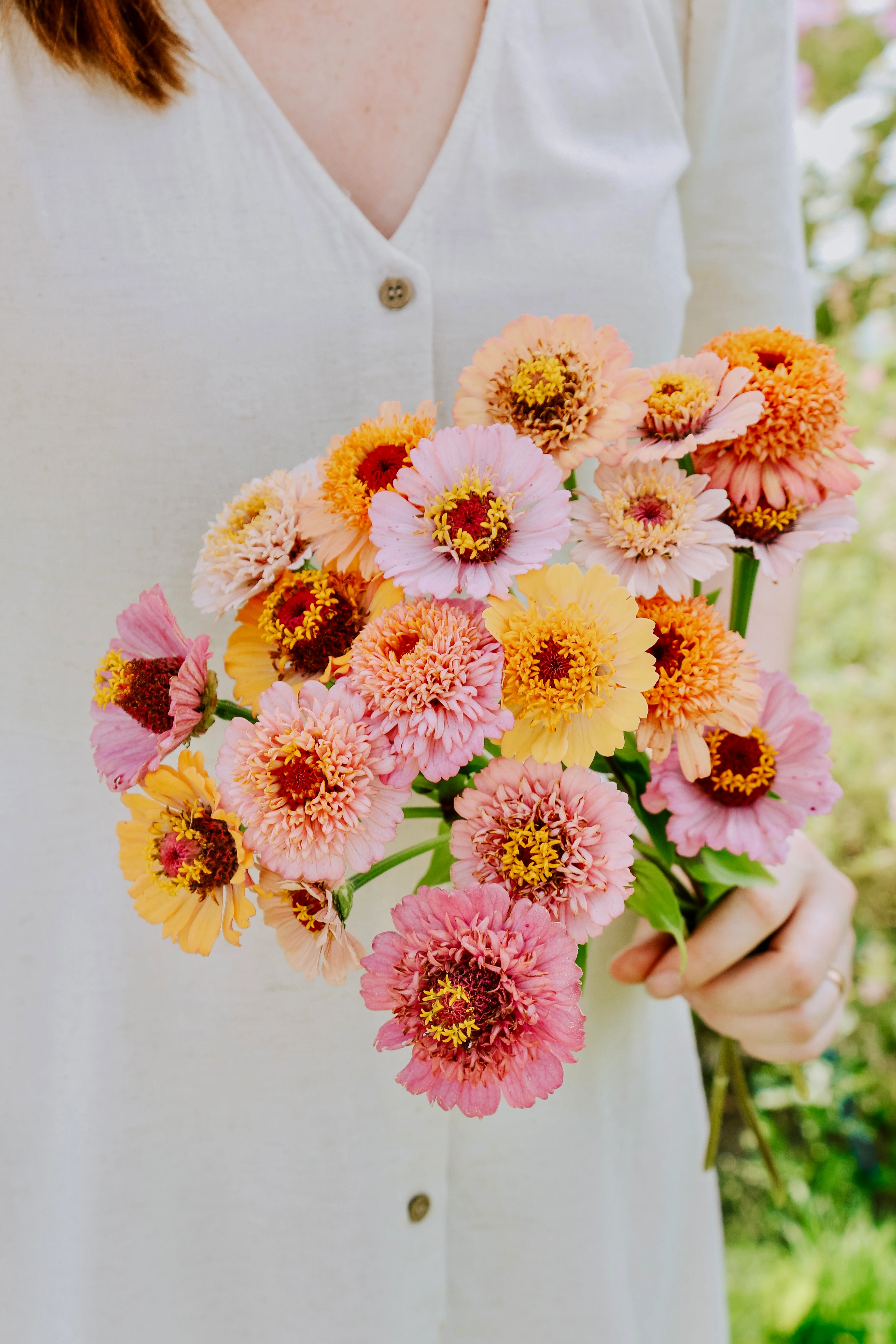Zinnia elegans 'Cresto! Peaches & Cream'