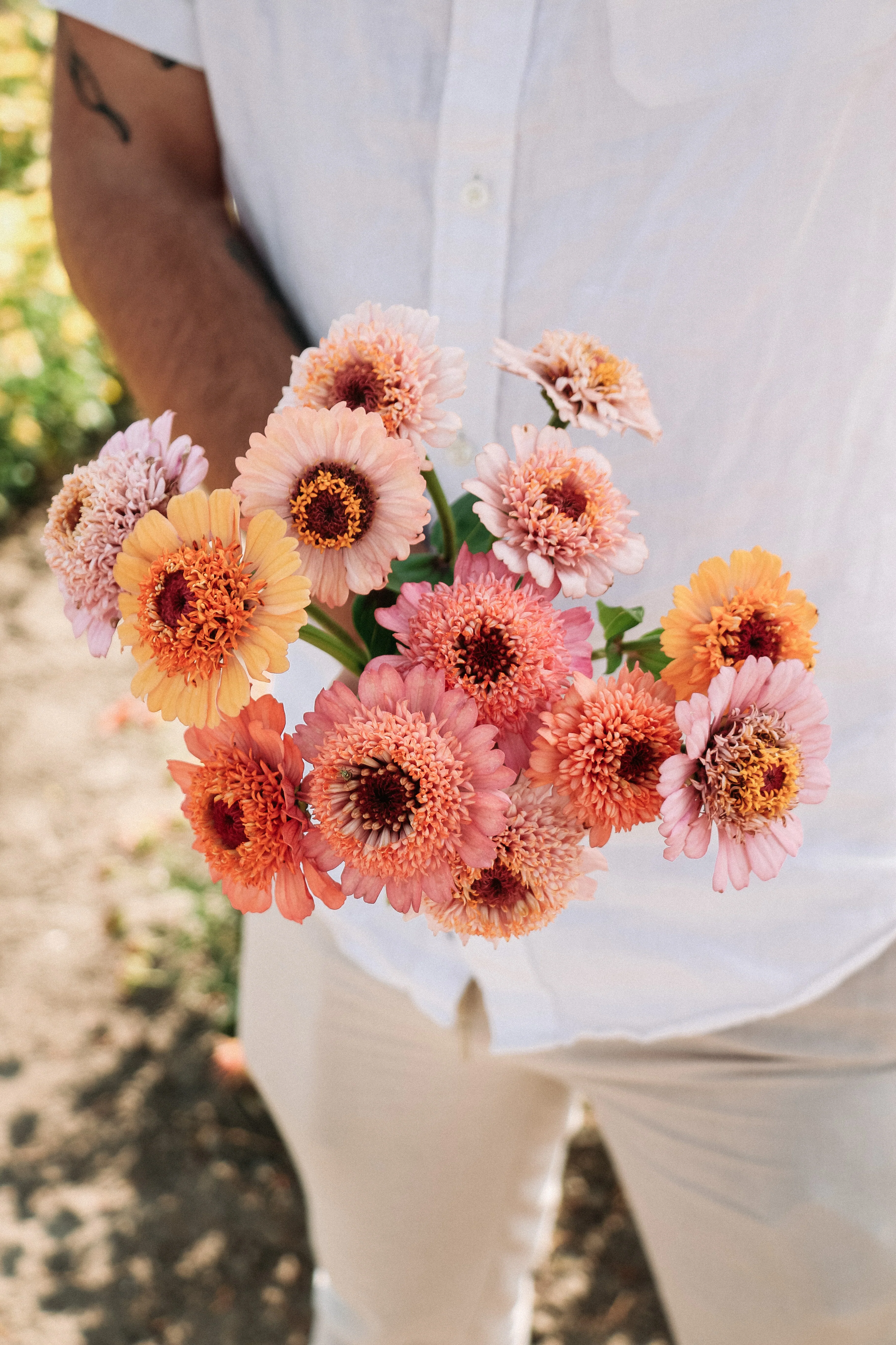 Zinnia elegans 'Cresto! Peachy Pink'