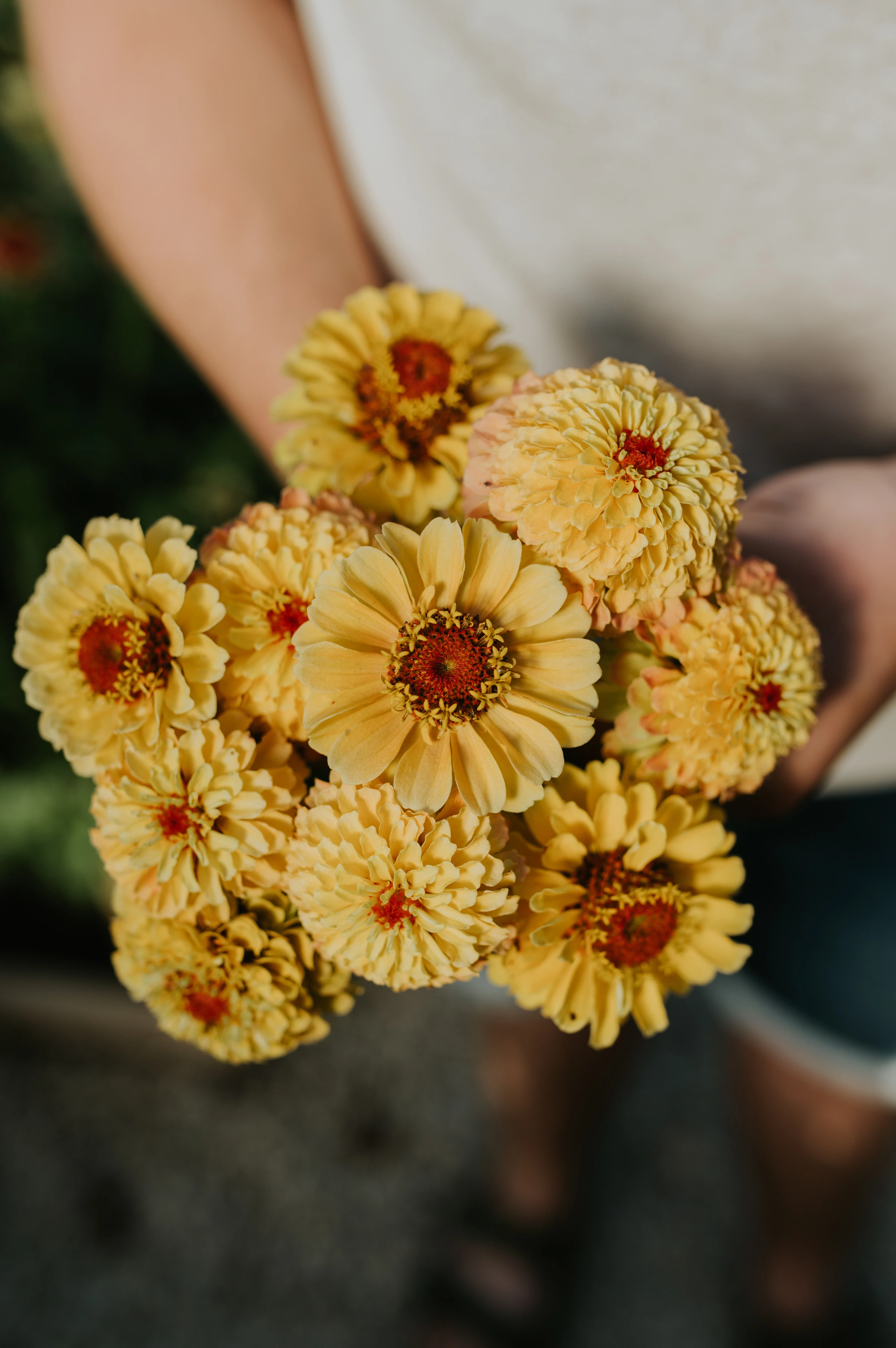 Zinnia elegans 'Lemon Peach' - Image 3