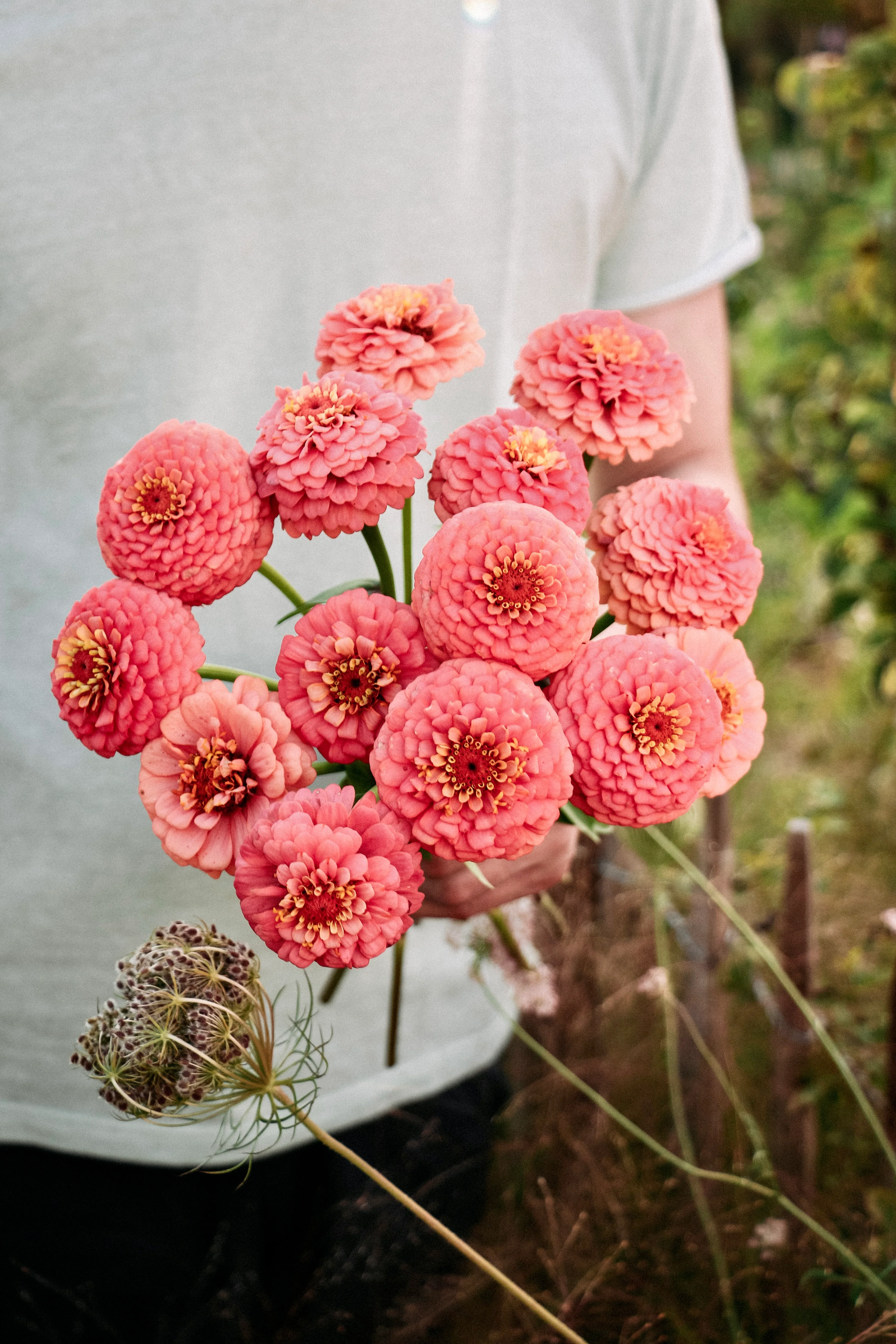 Zinnia elegans 'oklahoma salmon'