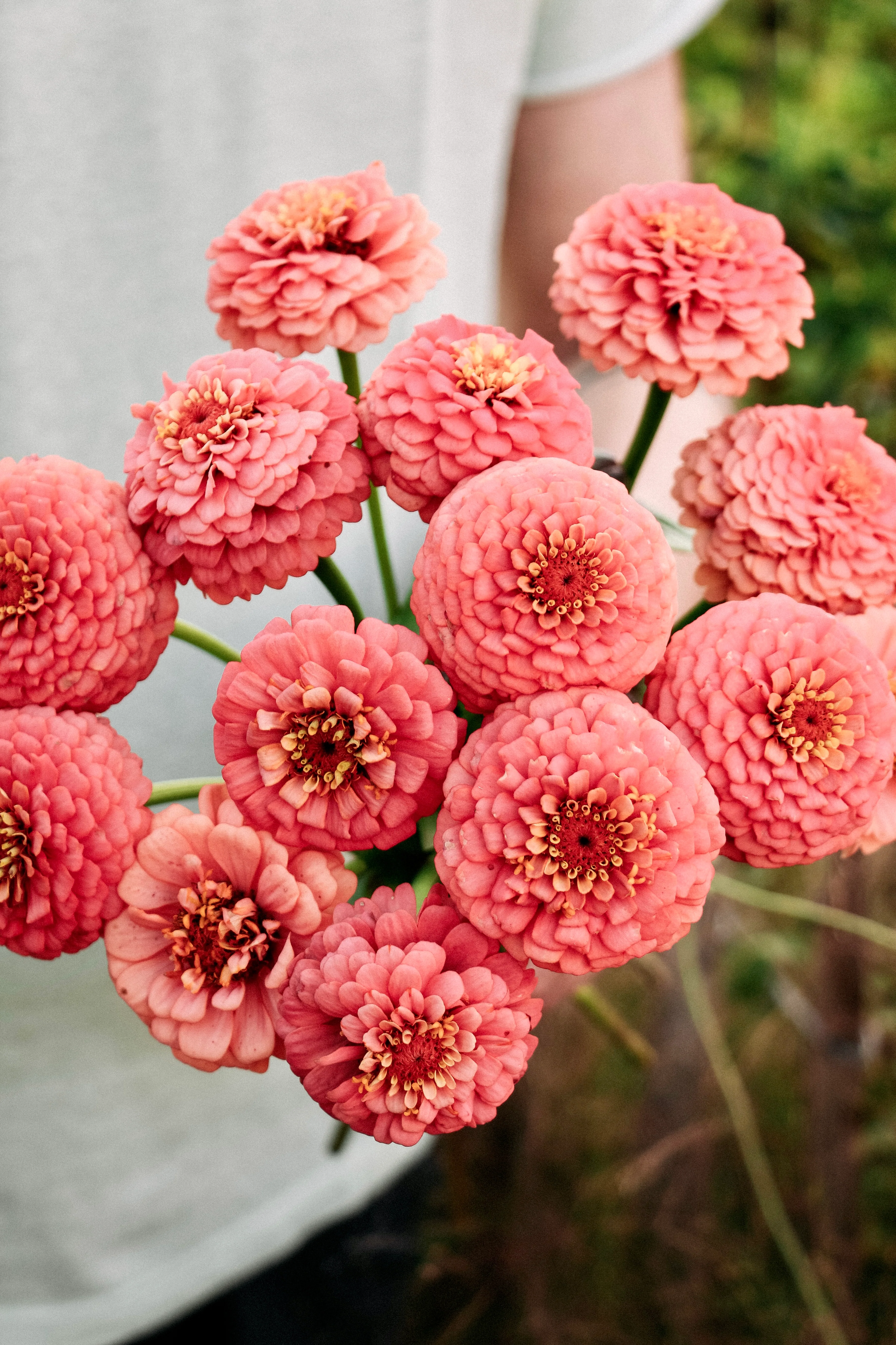 Zinnia elegans 'oklahoma salmon' - Image 3