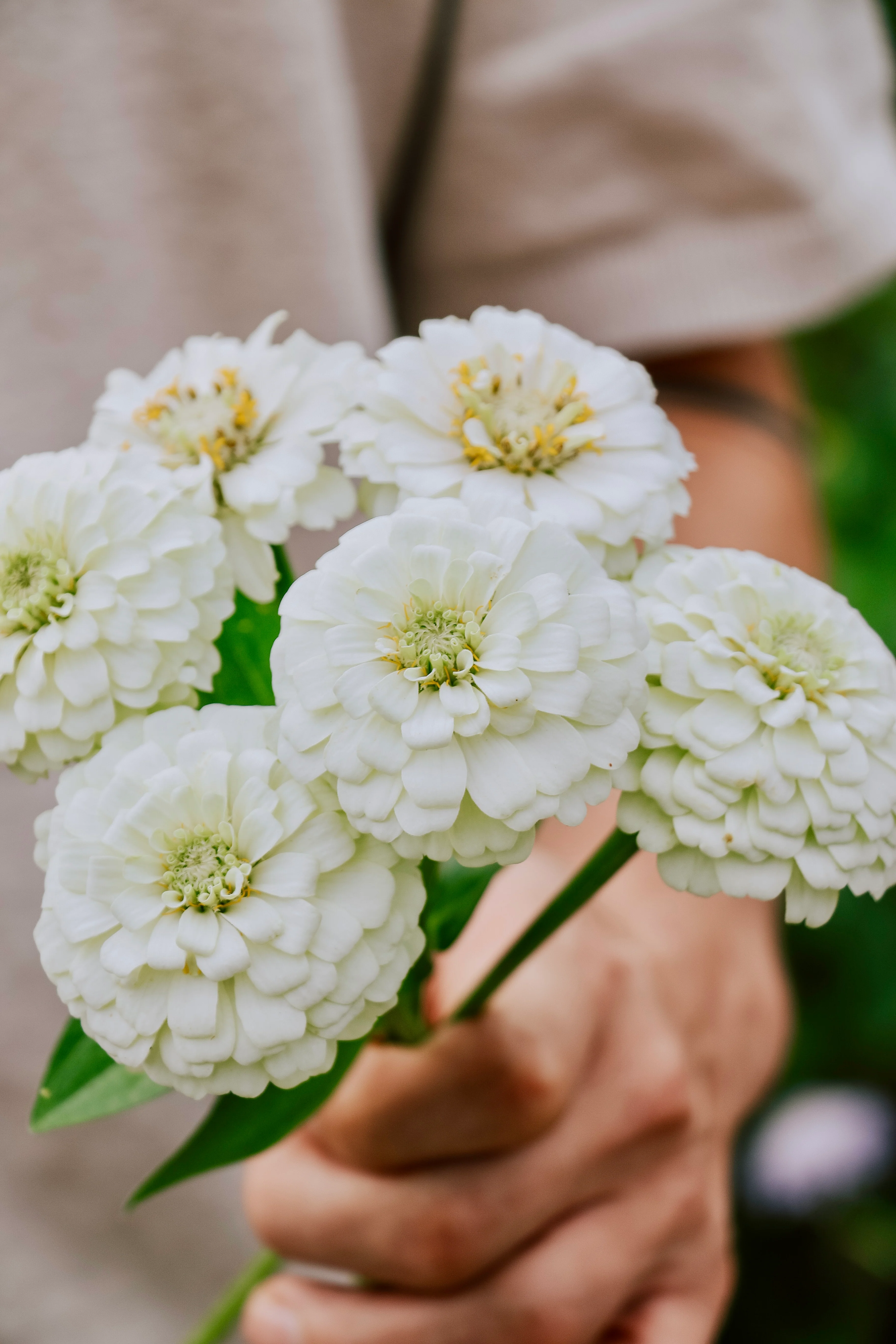 Zinnia elegans 'Oklahoma White' - Image 3