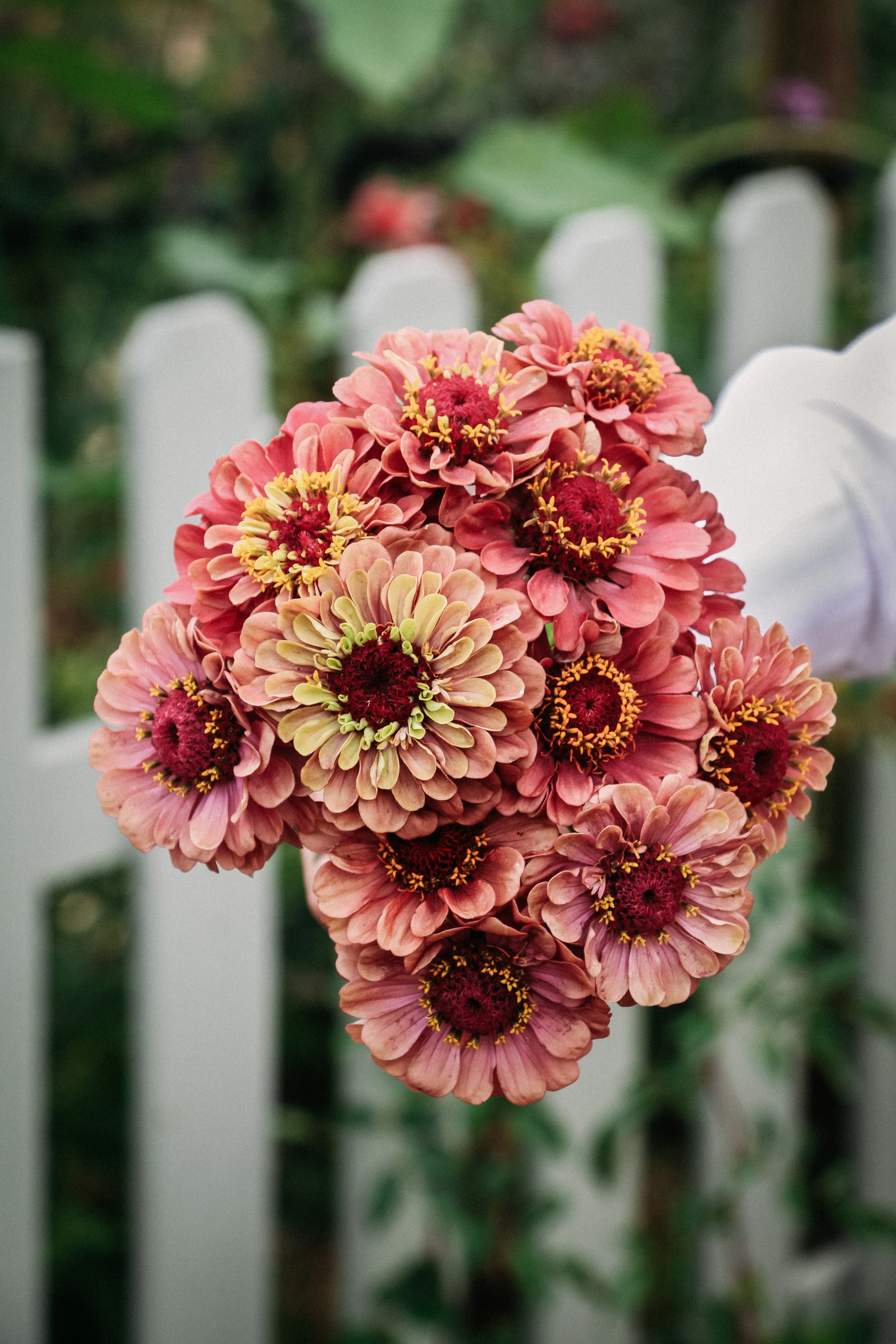Zinnia Elegans 'Queen Red Lime'
