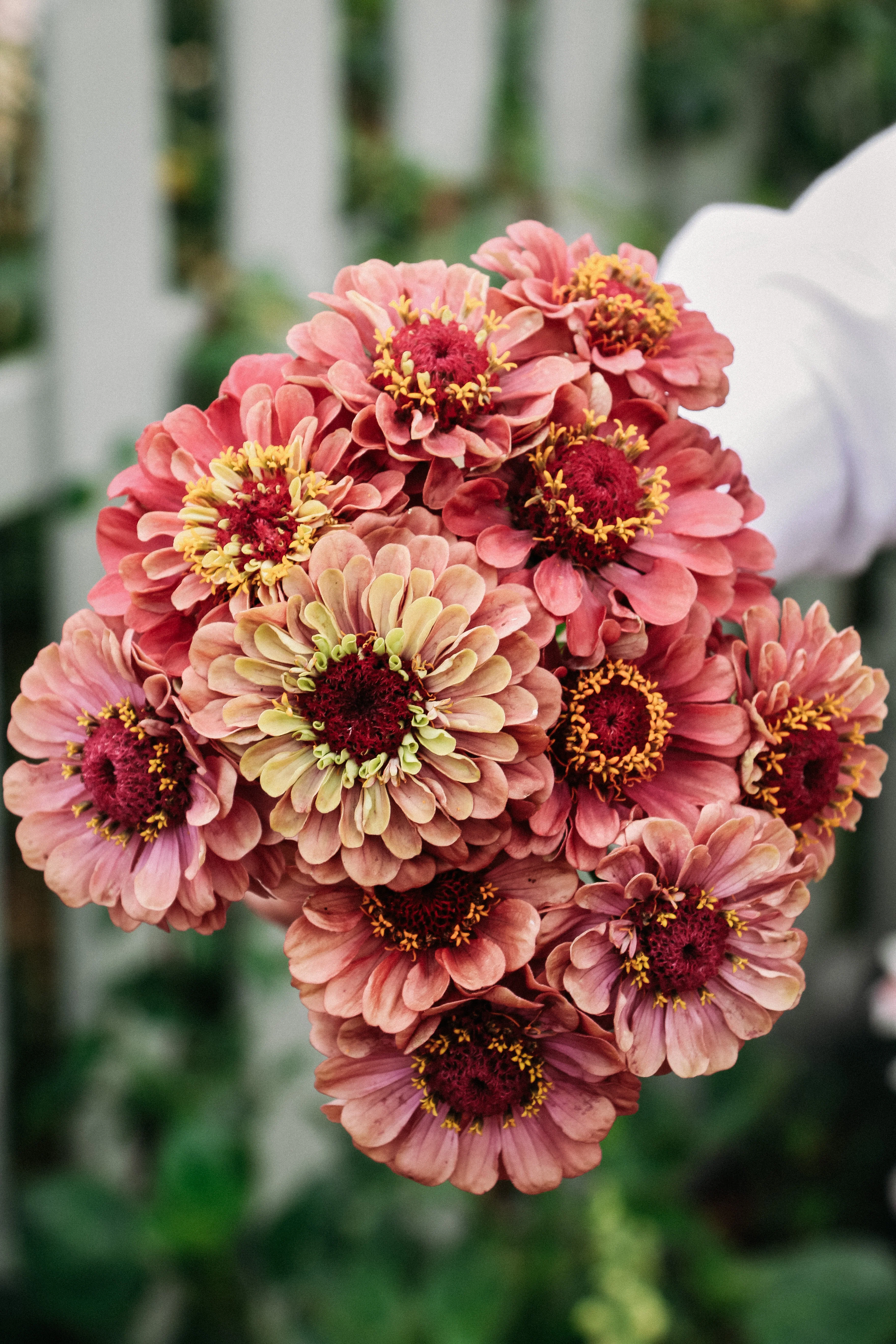 Zinnia Elegans 'Queen Red Lime' - Image 3