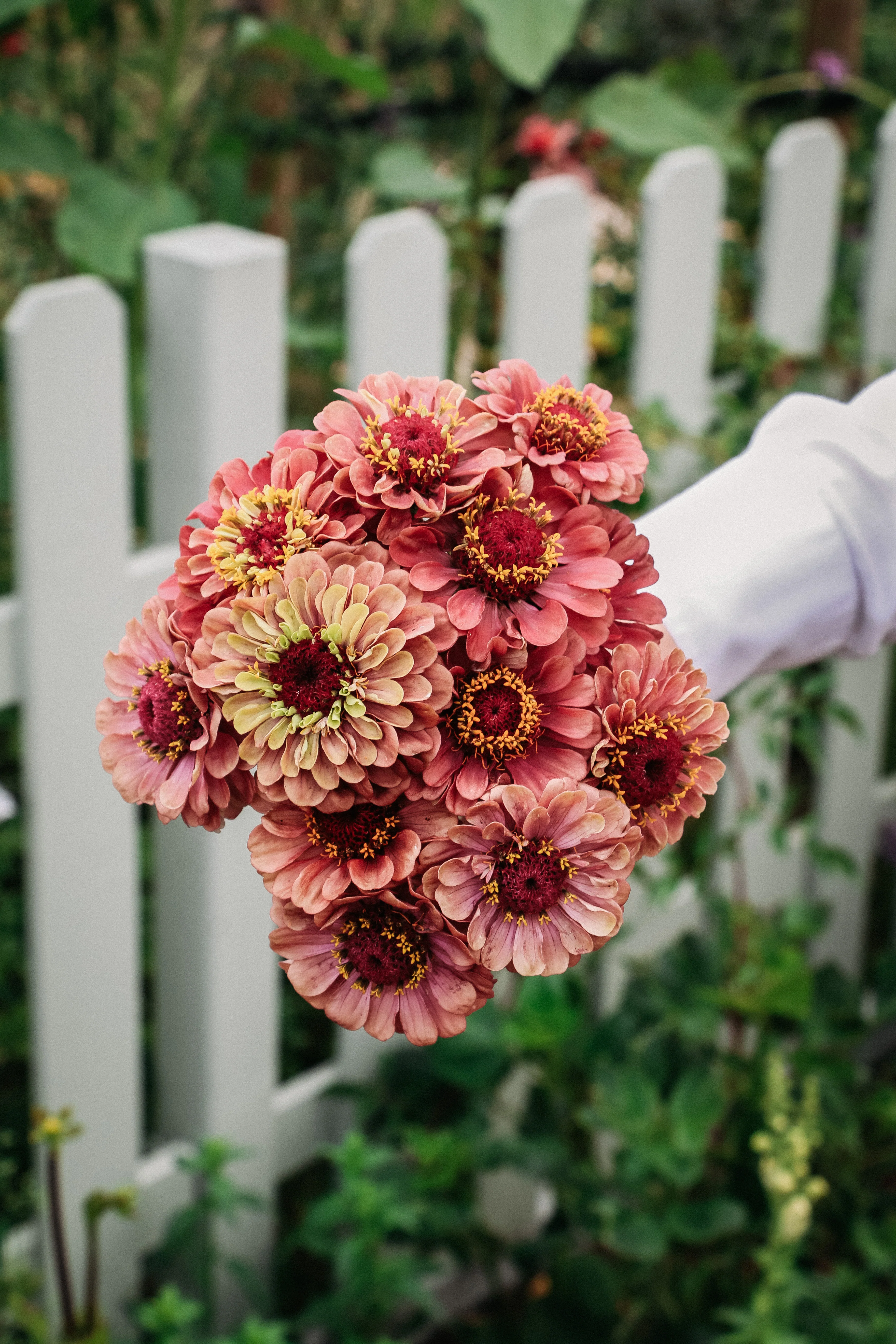 Zinnia Elegans 'Queen Red Lime' - Image 4