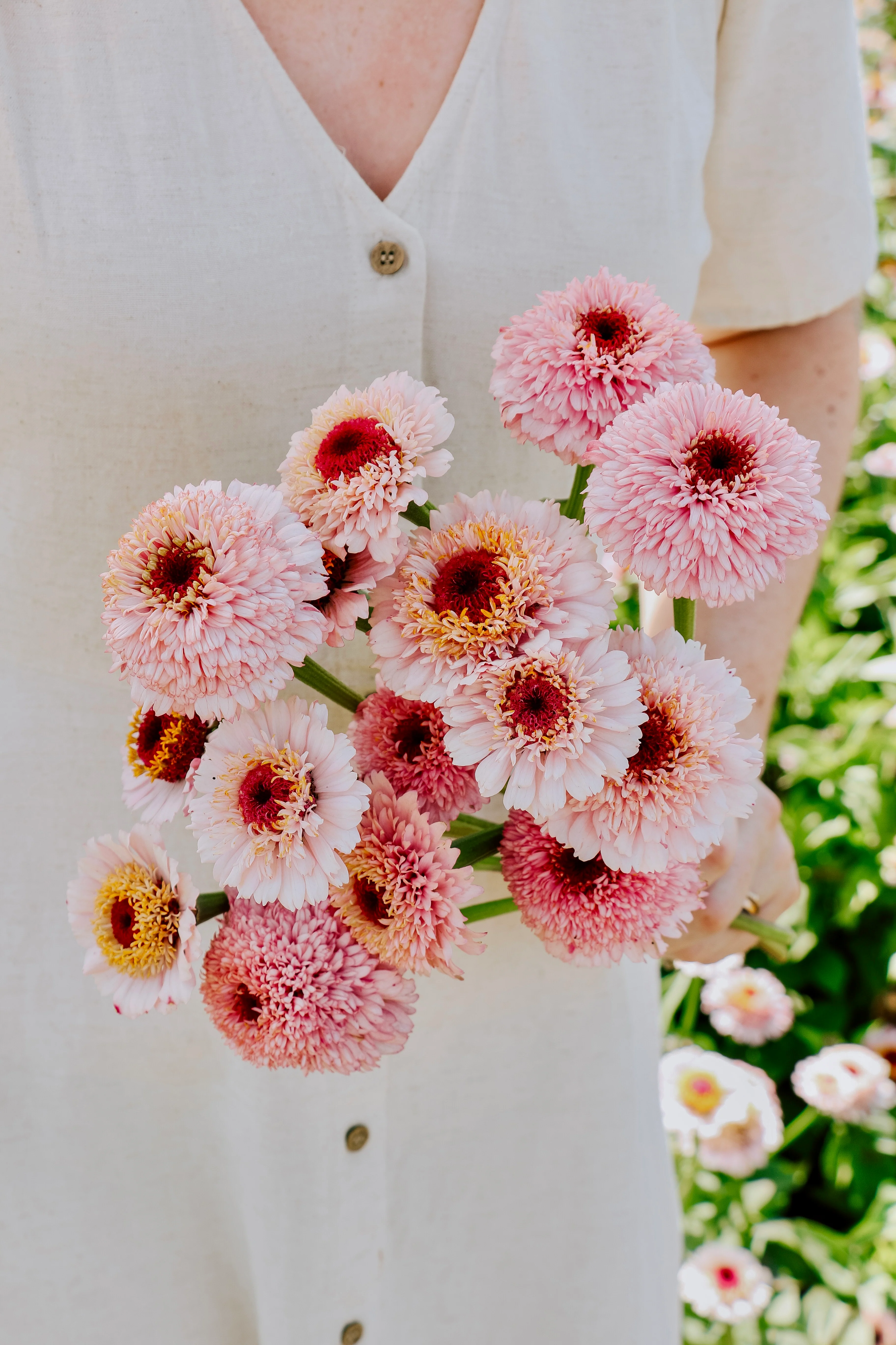 Zinnia elegans 'Zinderella Lilac'