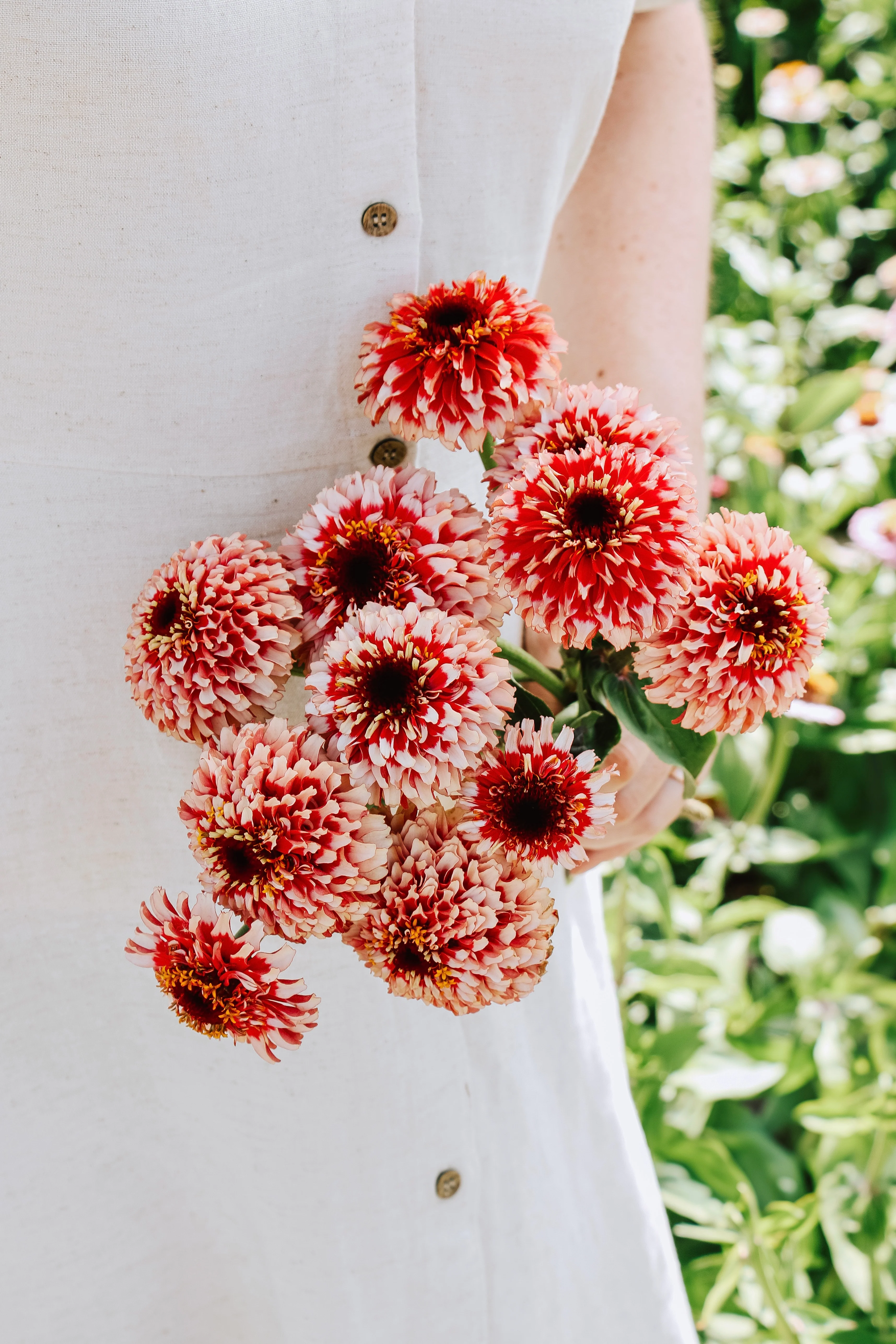 Zinnia Zinderella 'Fizz'
