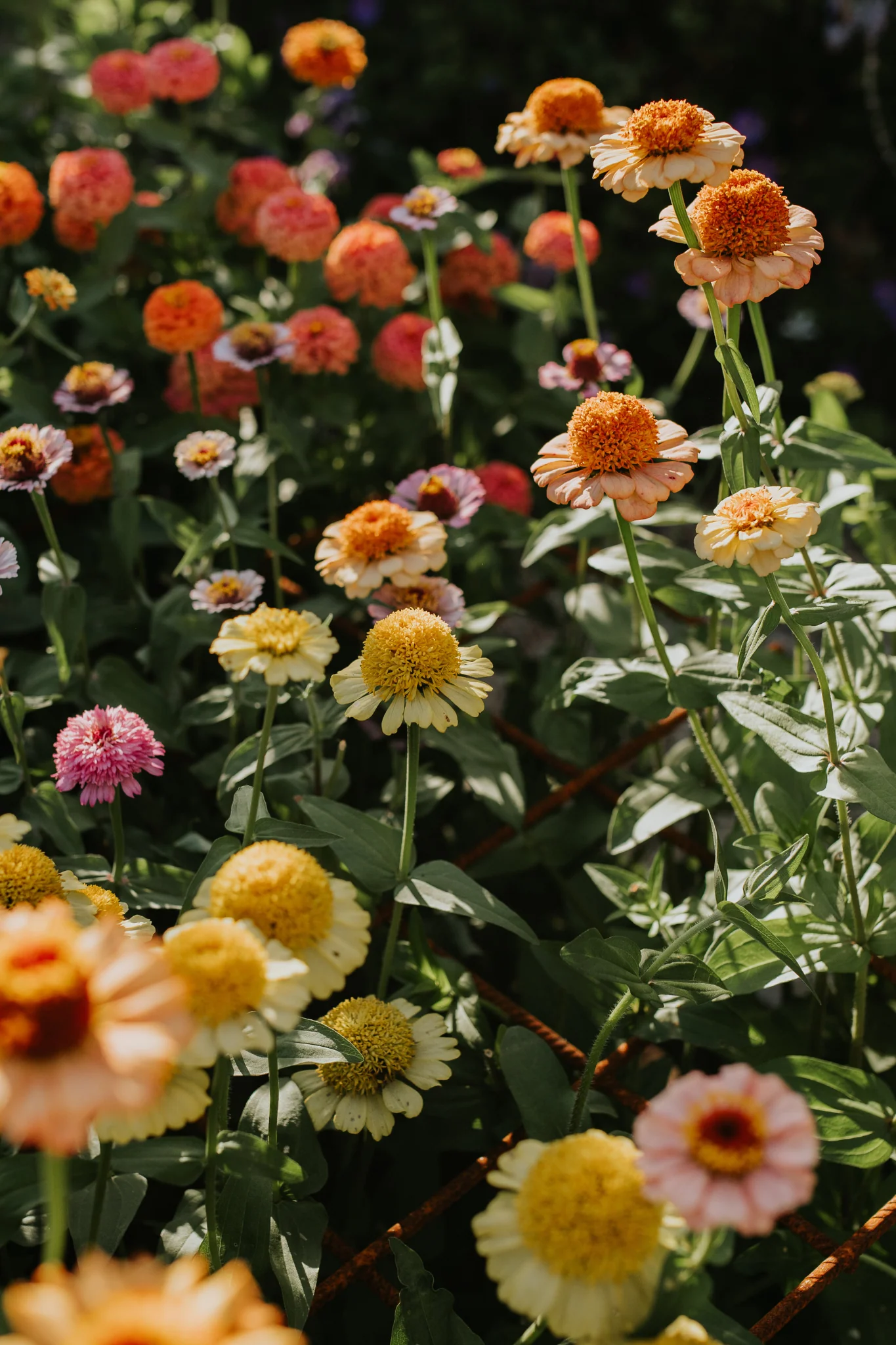 Zinnia Zinderella 'Pastels'